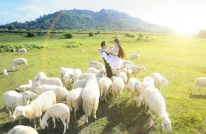 Kinh nghiệm tham quan đồng cừu tại xóm Rú Bạc, xã Sơn Thành, huyện Yên Thành, tỉnh Nghệ An chốn vui chơi đẹp tựa trời Âu
