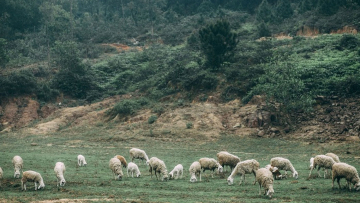 Điểm du lịch Trại cừu